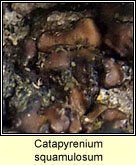 Catapyrenium squamulosum