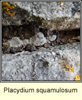 Placydium squamulosum