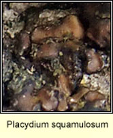 Placydium squamulosum