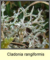 Cladonia rangiformis