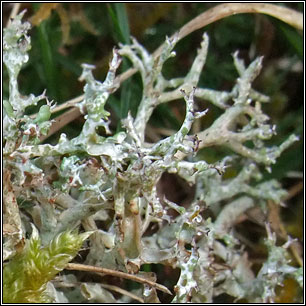 Cladonia rangiformis