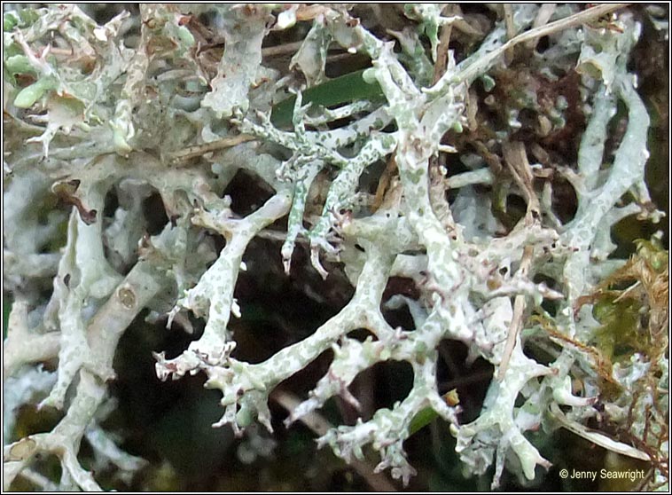 Cladonia rangiformis