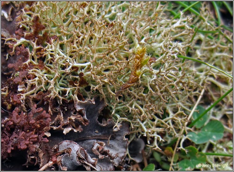 Cladonia rangiformis