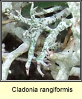 Cladonia rangiformis