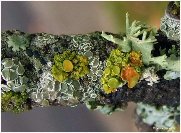 Xanthoria polycarpa