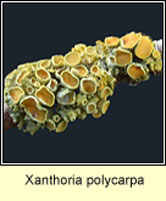 Xanthoria polycarpa