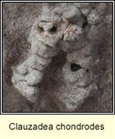 Clauzadea chondrodes