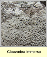 Clauzadea immersa