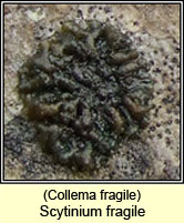 Collema fragilis