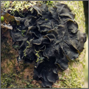 Collema subflaccidum