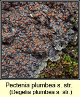 Pectenia plumbea sens str, Degelia plumbea