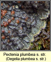 Pectenia plumbea sens str, Degelia plumbea