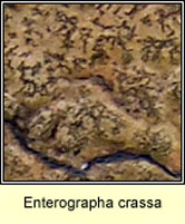 Enterographa crassa