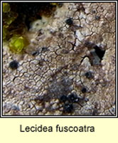 Lecidea fuscoatra