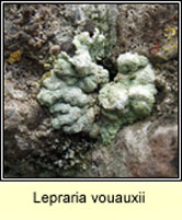 Lepraria vouauxii
