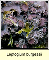 Leptogium burgessii