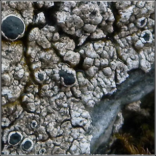 Lecanora gangaleoides