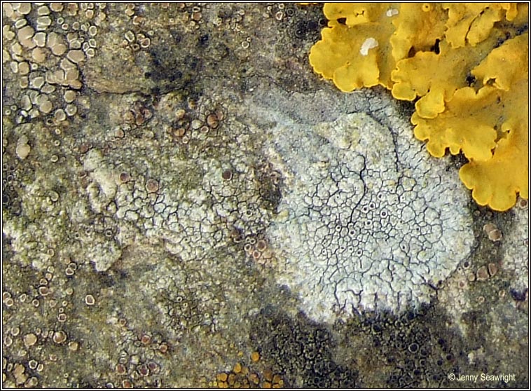 Lecanora gangaleoides