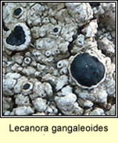 Lecanora gangaleoides