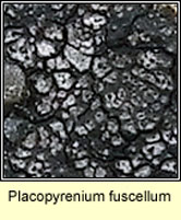 Placopyrenium fuscellum, Verrucaria fuscella