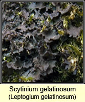 Leptogium gelatinosum