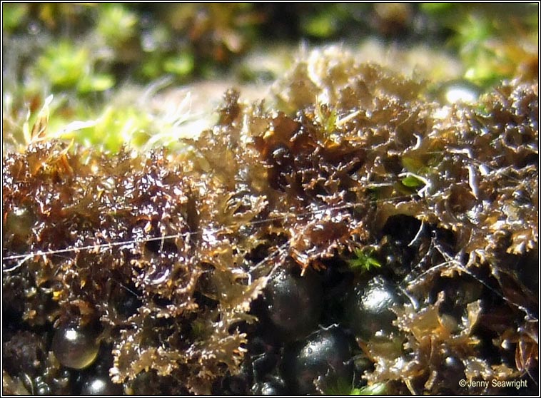 Leptogium gelatinosum