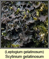 Leptogium gelatinosum