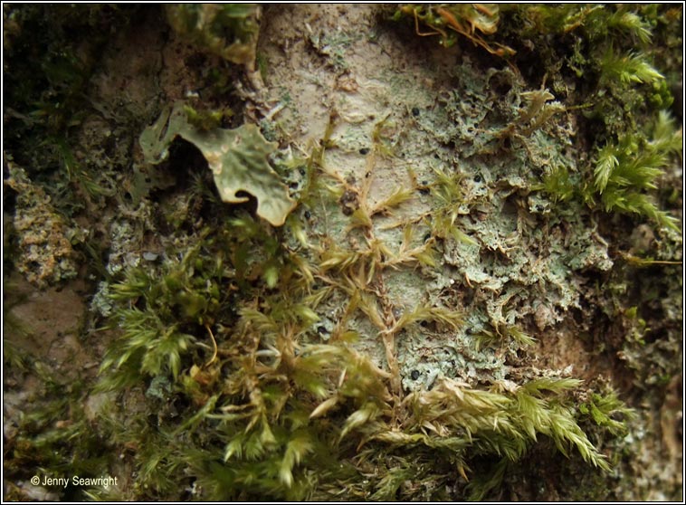 Megalaria grossa