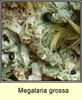 Megalaria grossa