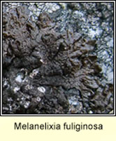 Melanelixia fuliginosa