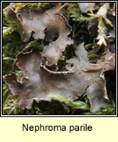 Nephroma parile