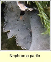 Nephroma parile