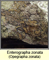 Enterographa zonata
