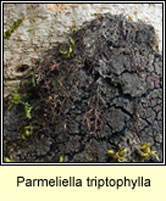 Parmeliella triptophylla