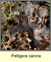 Peltigera canina