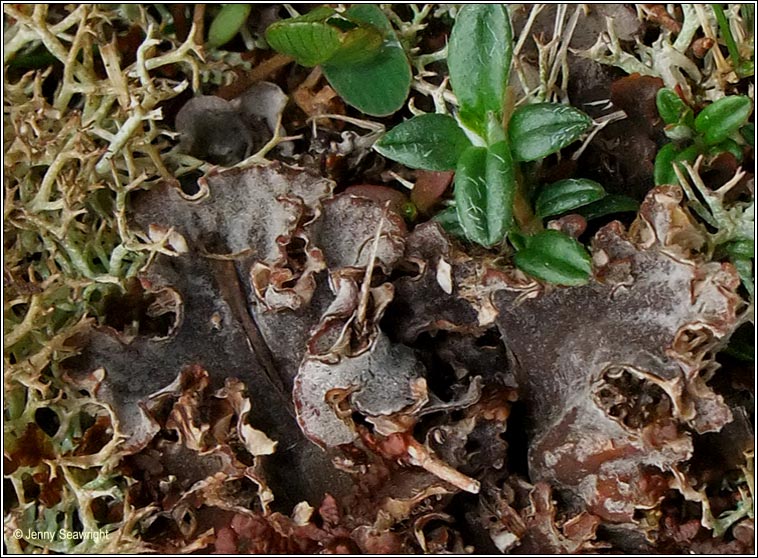 Peltigera canina