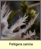 Peltigera canina