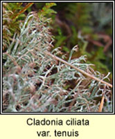 Cladonia ciliata var tenuis