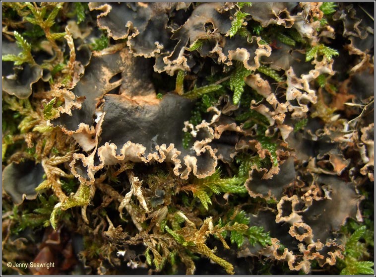 Peltigera collina