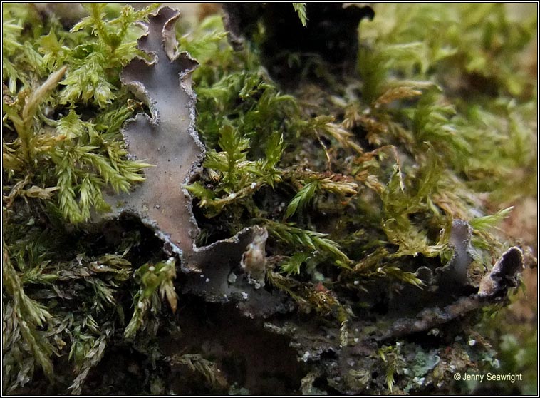 Peltigera collina