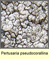 Pertusaria pseudocorallina