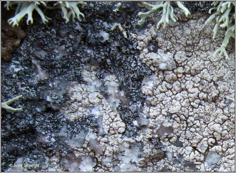 Pertusaria pseudocorallina