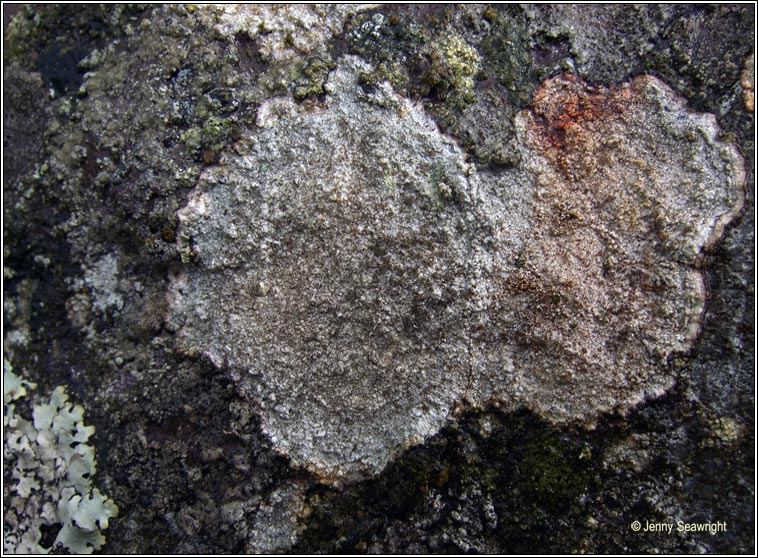 Pertusaria pseudocorallina