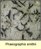 Phaeographis smithii