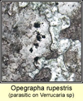 Opegrapha rupestris