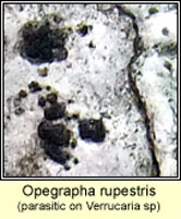 Opegrapha rupestris