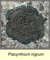 Placynthium nigrum