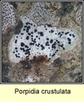 Porpidia crustulata