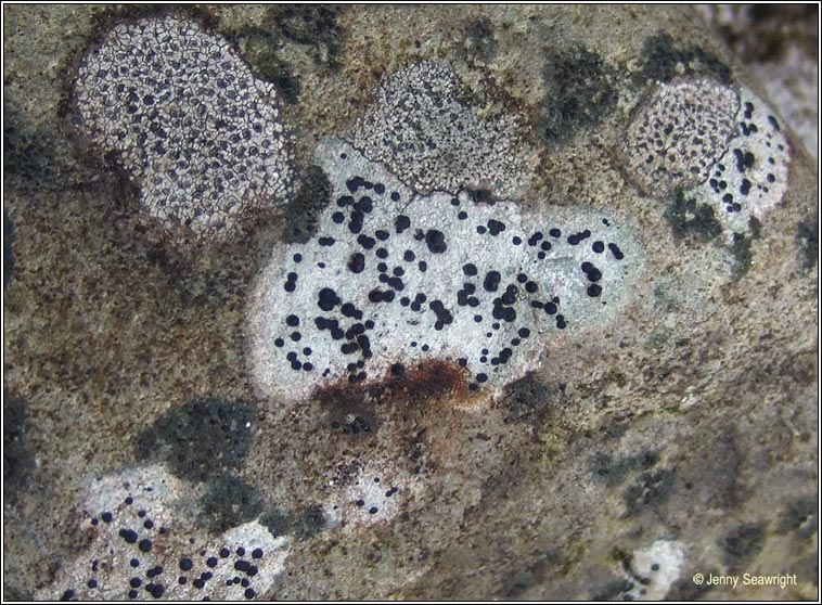 Porpidia crustulata