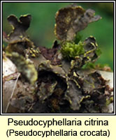 Pseudocyphellaria crocata